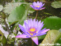 Click to see the photo